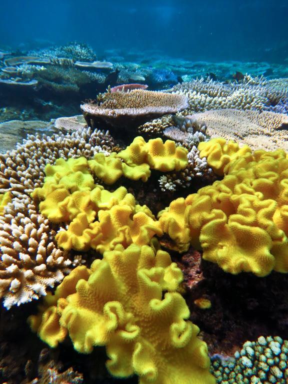 Mai Dive' Astrolabe Reef Resort Naqara 외부 사진