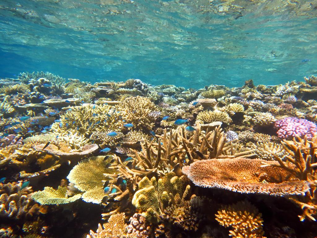 Mai Dive' Astrolabe Reef Resort Naqara 외부 사진